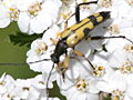 Rutpela maculata